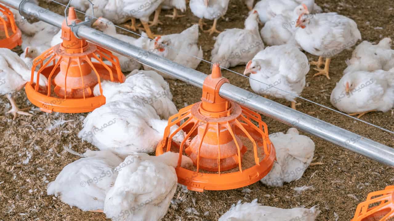 سیستم انتقال دان مرغداری | خرید مستقیم از تولیدکننده